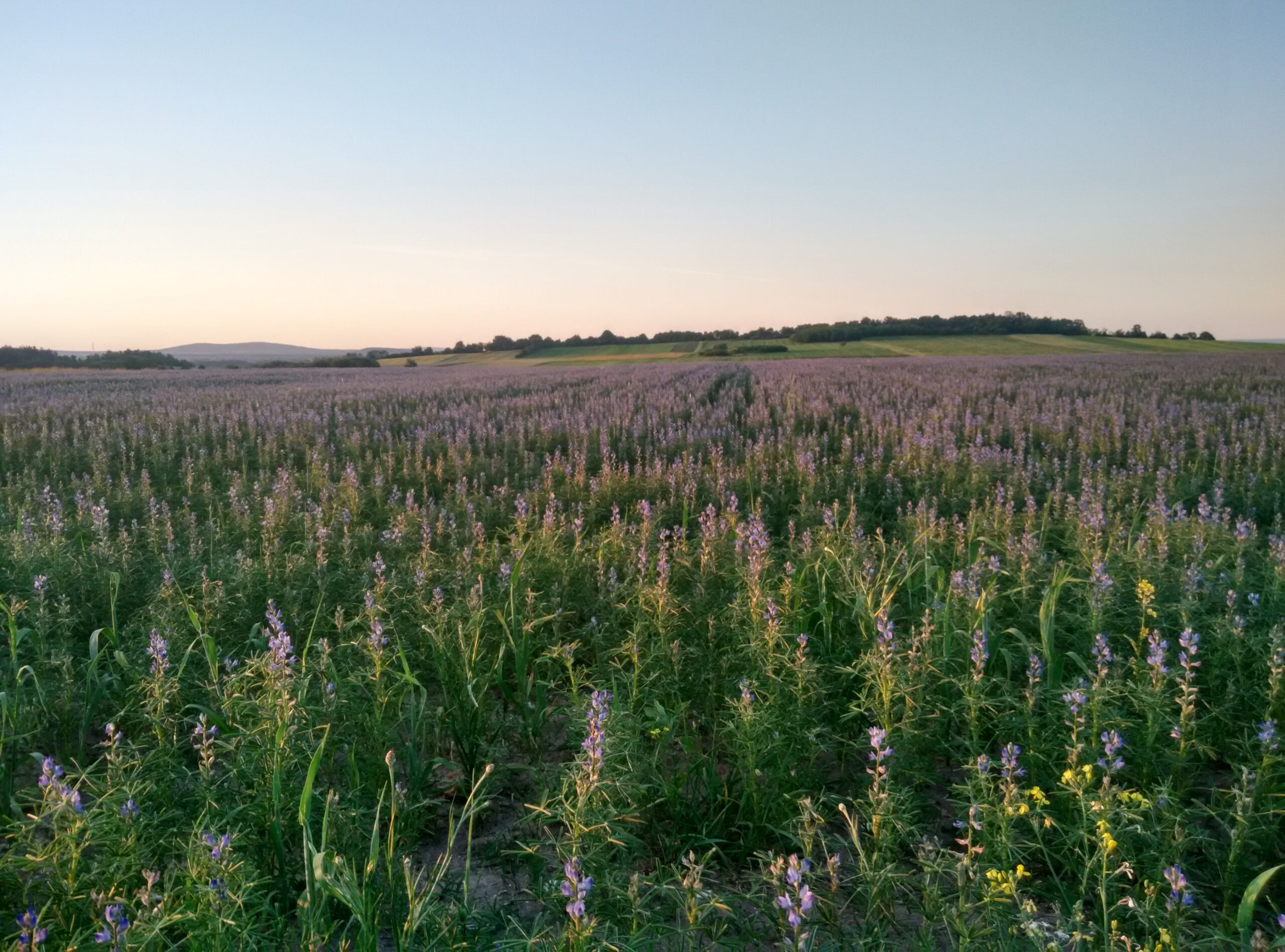 IMG_20160605_201923_HDR