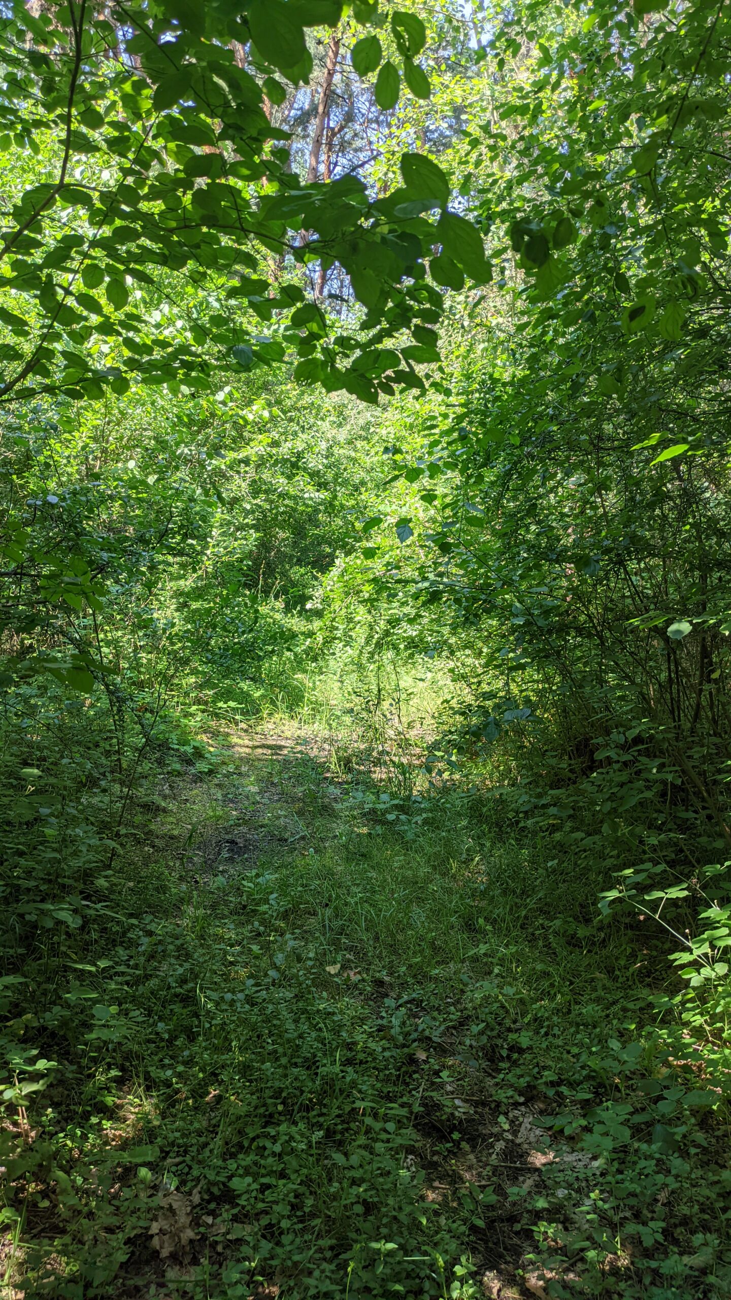 IMG_20230709_121155820
