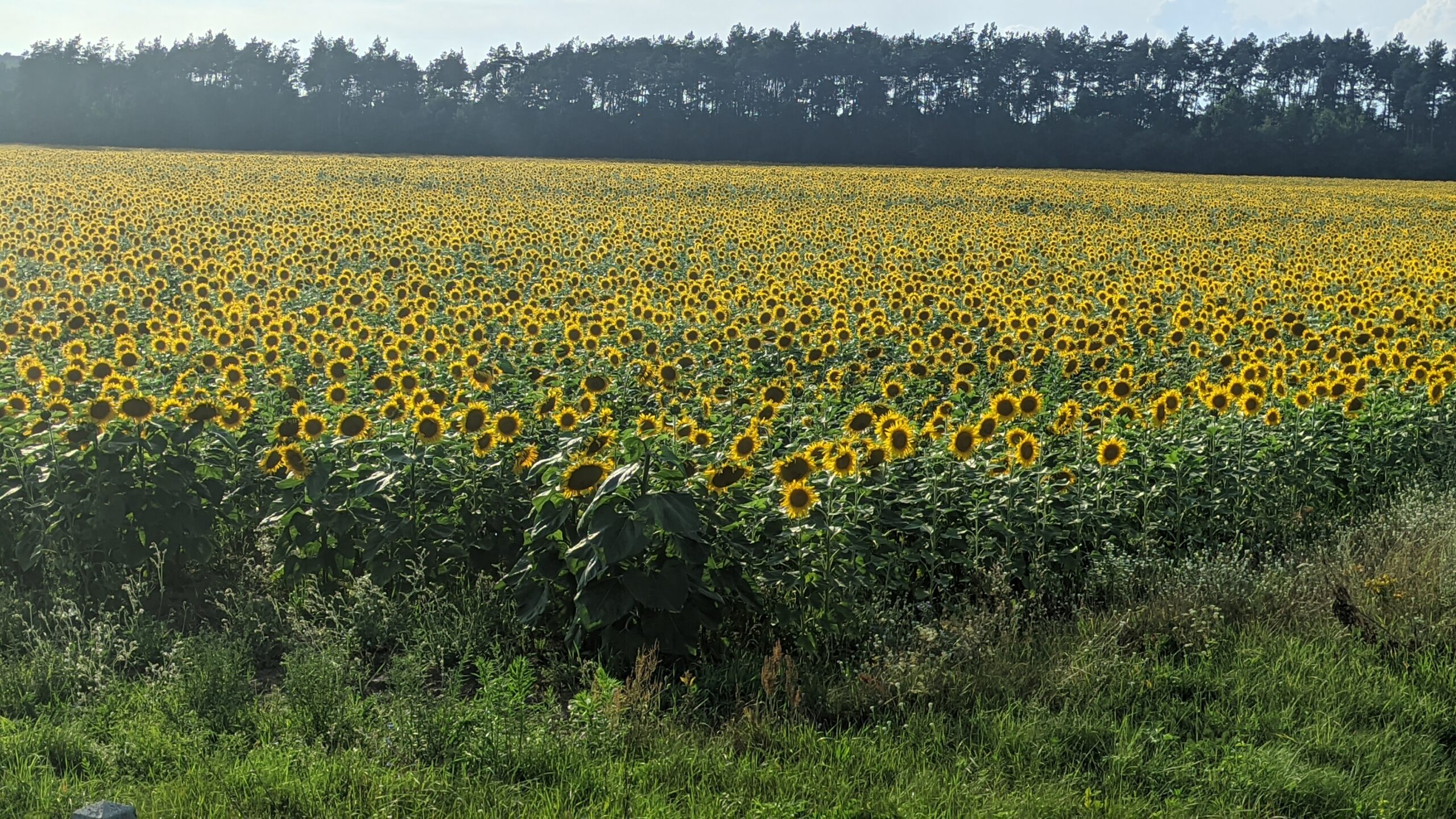 IMG_20230813_172633350
